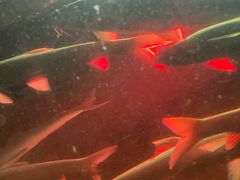 -东方巨龟苑景区