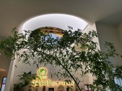 -卡尔诗·科技美肤连锁