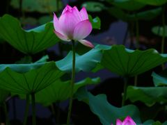 -荔湾湖公园
