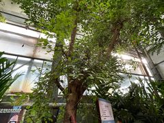-呀路古热带植物园