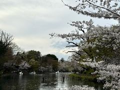 -井之头恩赐公园
