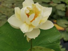 -泗洪洪泽湖湿地景区