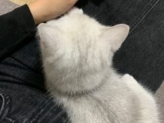 -lincat·猫舍(广州店)