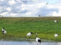 -黑龙江扎龙生态旅游区