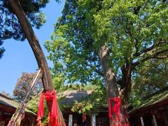 -少华山国家森林公园