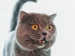 -爱宠屋pet shop·宠物洗澡·宠物美容
