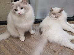 -酷豆宠物咖啡·宠物美食·撸猫馆