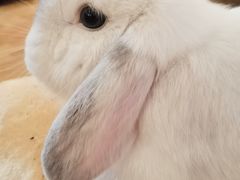 -猫猫幼稚园·撸猫·桌游·电玩