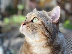 -喵屿·大理花园猫咖