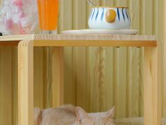 -Catmate·猫肥家润(金润铂宫店)