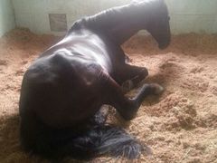 马-松声马术俱乐部