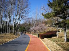 -大兴滨河森林公园