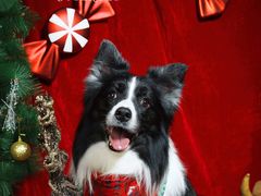 -超宠爱宠物摄影-Super pet