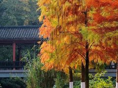 -重庆彩云湖湿地公园
