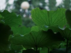 -成都市文化公园