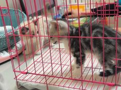 -纳吉亚猫专科动物医院博雅分院