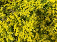 -庐山风景区花径公园