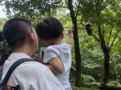 -都江堰中华大熊猫苑