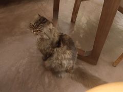 -啡语