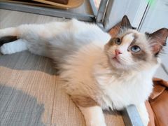 -藏猫猫咖啡主题馆(中央大道店)