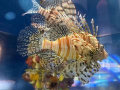 -茉酸奶(高科山姆店)