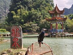 -靖西鹅泉风景区
