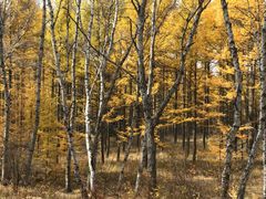 -塞罕坝国家级自然保护区