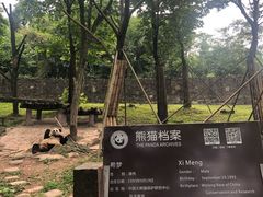-都江堰中华大熊猫苑
