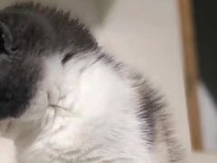 -瑞派先诺宠物医院•猫专科•普外科•中兽医(佛山院)