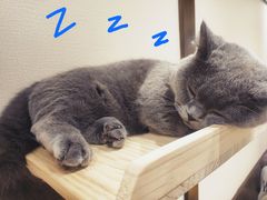 -逗柴咖啡屋·狗咖猫咖宠物桌游