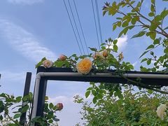 -猫米花园