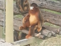 -西霞口神雕山野生动物世界