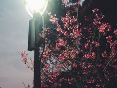 -金鸡山公园