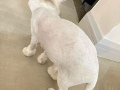 -久久宠物(河东万达店)