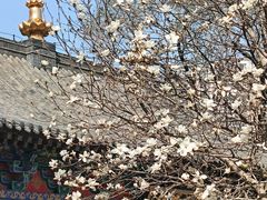 -护国法轮寺
