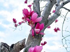 -浦口码头(轮渡站)