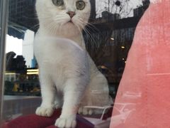 -花与咖啡馆(金星楼店)