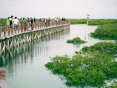 -北海金海湾红树林生态旅游区