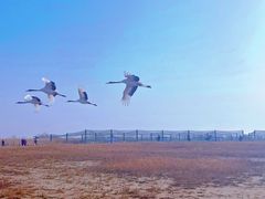 -盐城丹顶鹤湿地生态旅游区