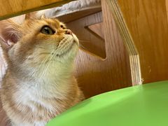 -MOCHA明星猫咖(田子坊店)