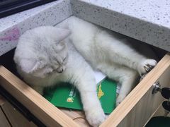 -瑞鹏宠物医院(大运分院)