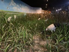 -盐城丹顶鹤湿地生态旅游区