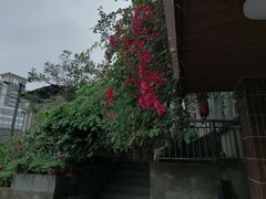 -陈有良尖椒鸡(江津总店)