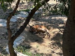 -大连森林动物园