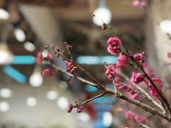 -双季花艺园艺市场(浦东店)