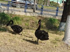 -扬州大学(扬子津校区)