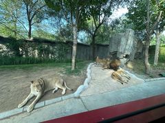 -北京野生动物园