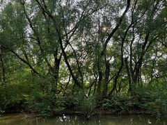 -大湾区中央湿地公园