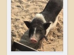 -前小桔亲子创意农场·草莓采摘·露营烧烤