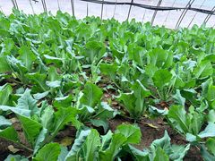 -甜心庄园·甜心草莓采摘园(西青中北店)